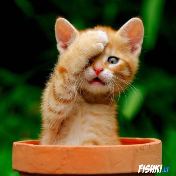 katyte - оригинал