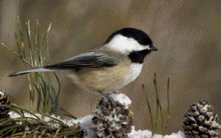Синичка - птица, зима, синичка - предпросмотр