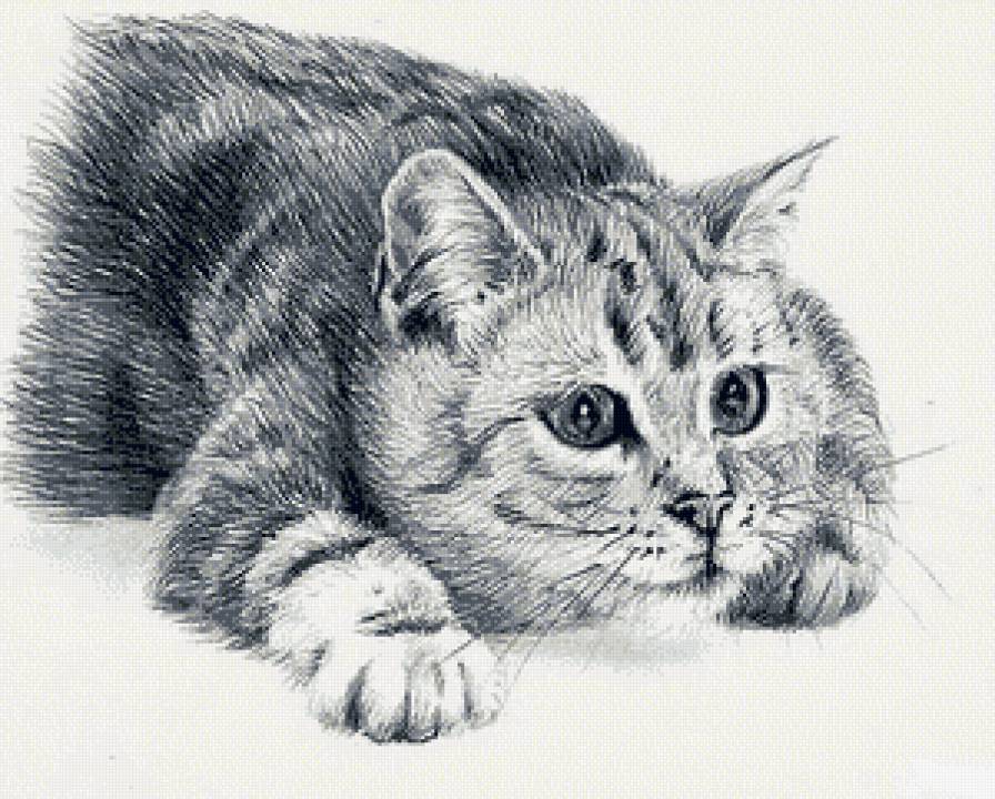 кот монохром рисунок карандашем - кот, любимцы, монохром, карандаш, чорнобелое - предпросмотр