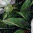 Предпросмотр схемы вышивки «пионы» (№546155)