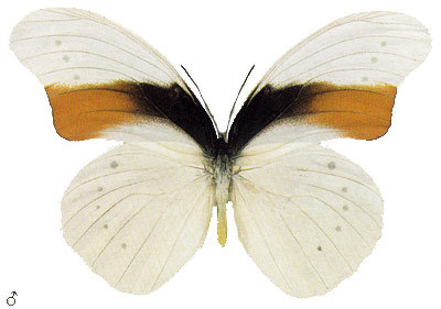 Morphotenaris schoenbergi - бабочка - оригинал