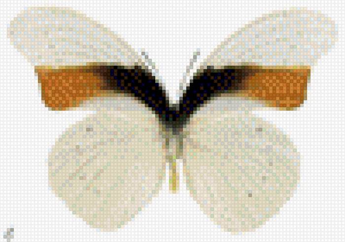 Morphotenaris schoenbergi - бабочка - предпросмотр