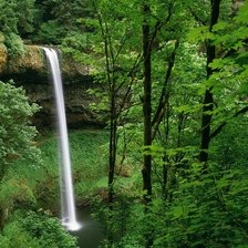 Изгородь в лесу