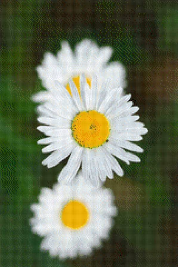 3 ромашки - предпросмотр