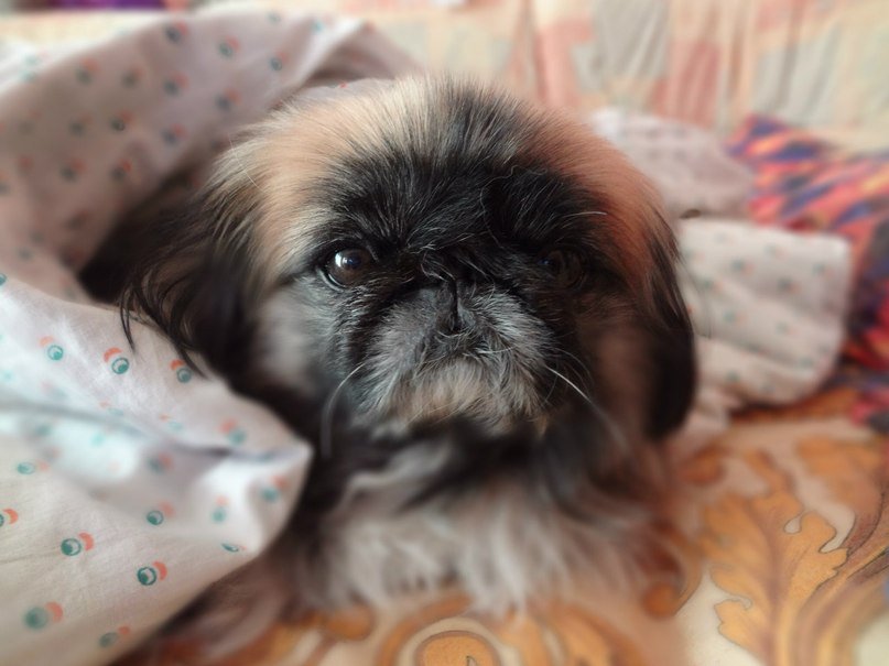 Клёпа - dog, собаки - оригинал