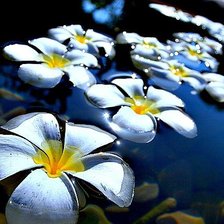 Схема вышивки «Плюмерии»