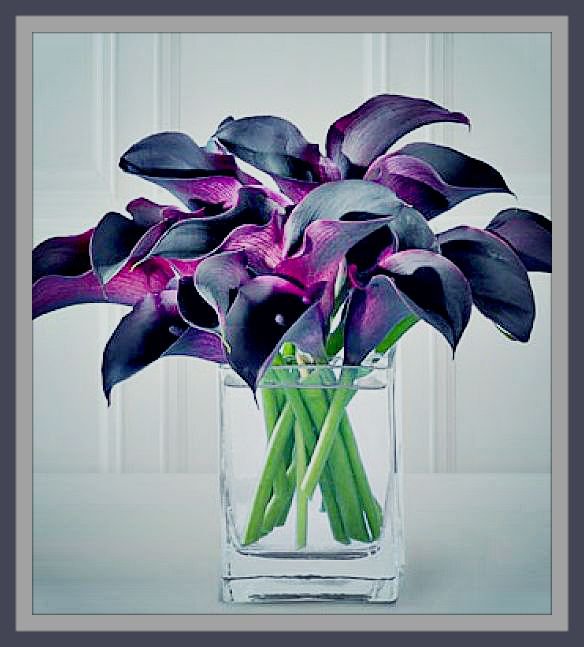 Каллы - оригинал