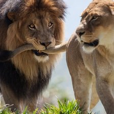 лев и львица