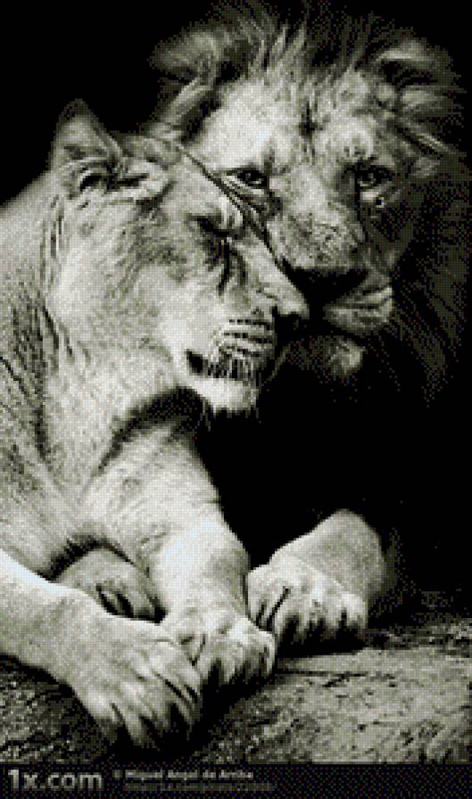 лев и львица - предпросмотр