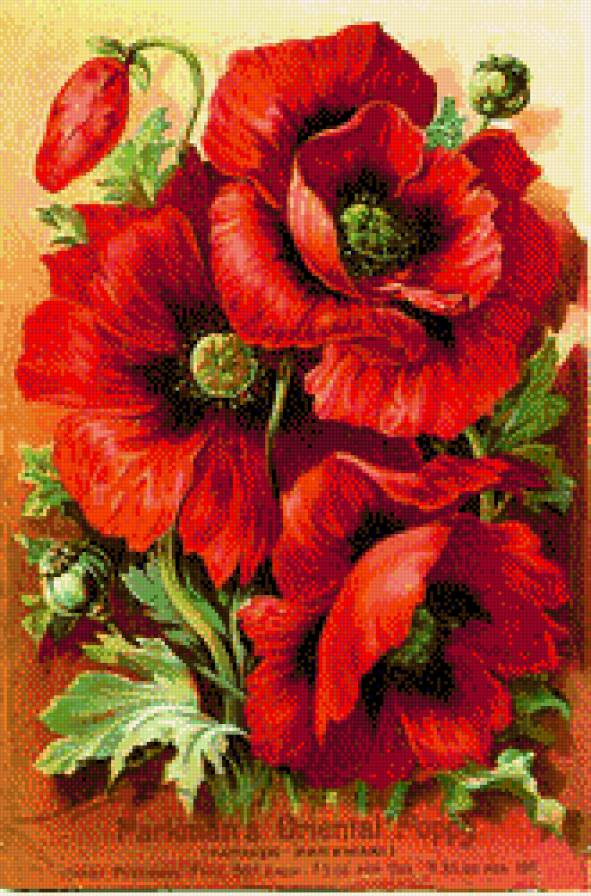 маки - маки - предпросмотр