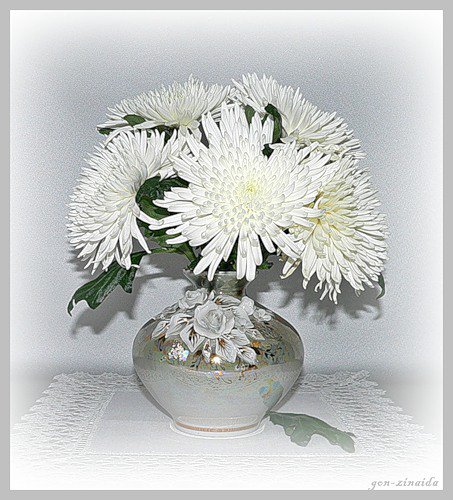 астры - цветы, астры - оригинал