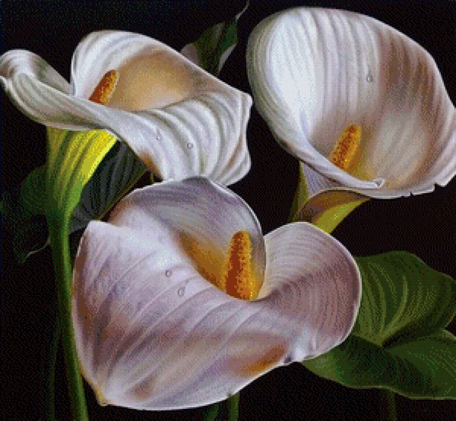 калы - калы, букет, цветок, цветы, нежность, красота - предпросмотр