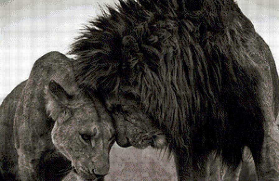 любовь монохром - животные, природа, чорнобелое, пара, львы, хищники, монохром - предпросмотр