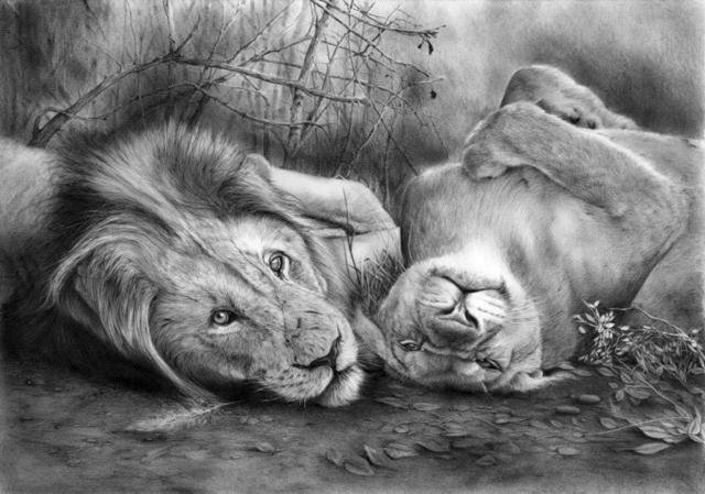 львы монохром - природа, хищники, львы, монохром, животные, пара, чорнобелое - оригинал