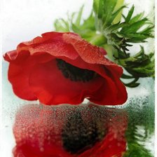 Схема вышивки «мак»