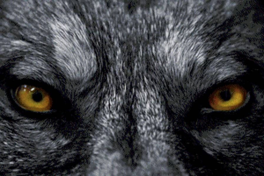 глаза волка - предпросмотр