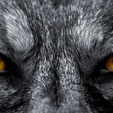 Схема вышивки «глаза волка»