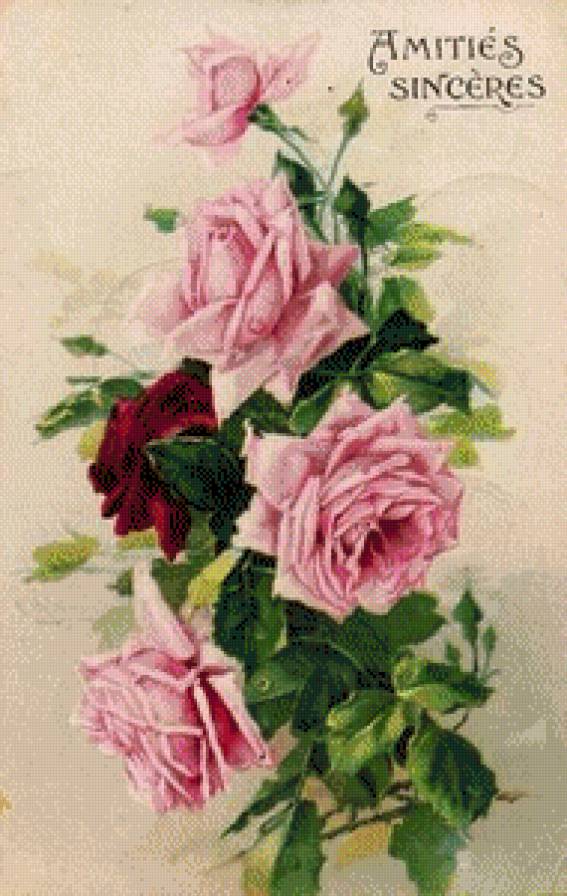 №547047 - розы, цветы - предпросмотр