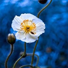 Схема вышивки «№547064»