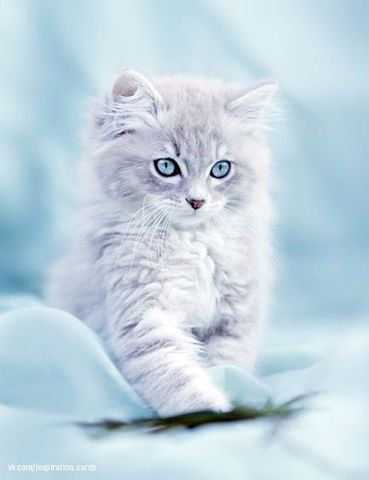 №547066 - котенок - оригинал