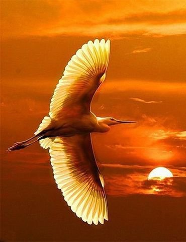 №547070 - птицы, закат - оригинал