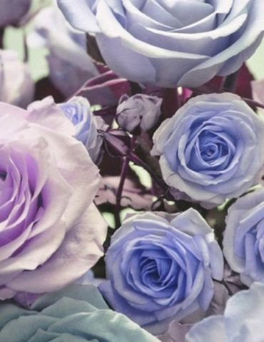 №547075 - розы, цветы - оригинал