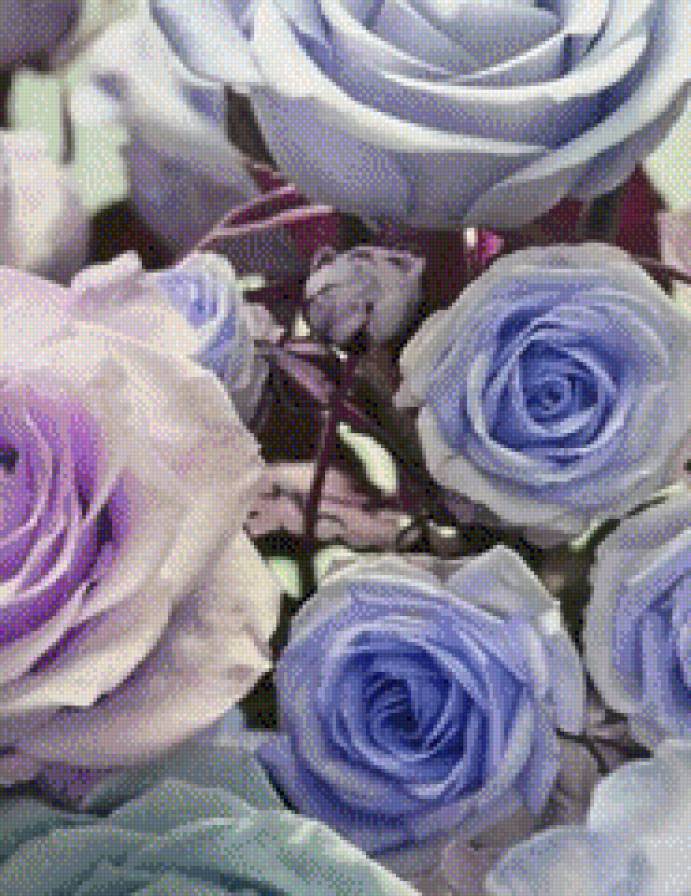 №547075 - розы, цветы - предпросмотр