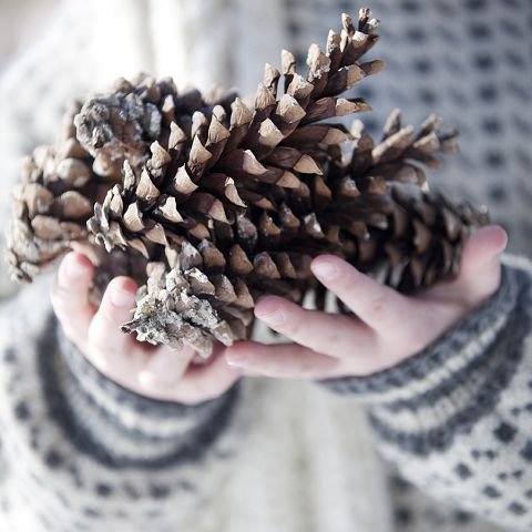 №547084 - шишки - оригинал