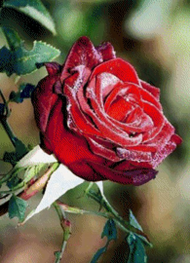 №547089 - розы - предпросмотр