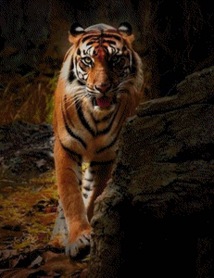 №547097 - тигр - предпросмотр