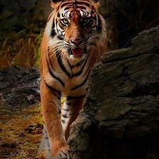 Схема вышивки «№547097»