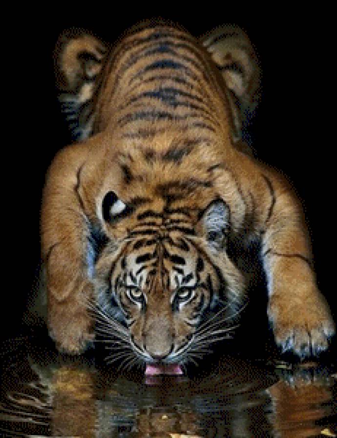 №547098 - тигр - предпросмотр