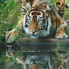 Схема вышивки «№547103»