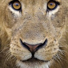 Схема вышивки «№547111»