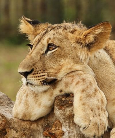 Лев - оригинал