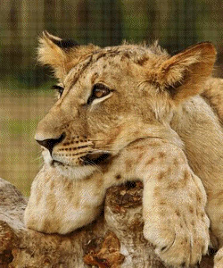 Лев - предпросмотр