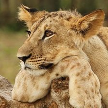 Схема вышивки «Лев»