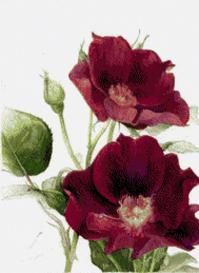 акварель - цветы, красные, розы - предпросмотр