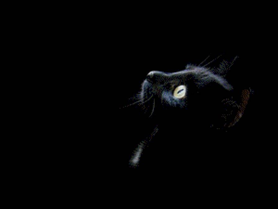 Чёрный кот - кошки - предпросмотр