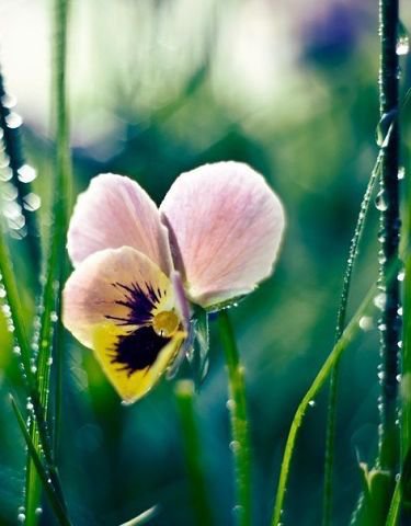 №547281 - цветы - оригинал