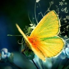 Схема вышивки «Бабочка»