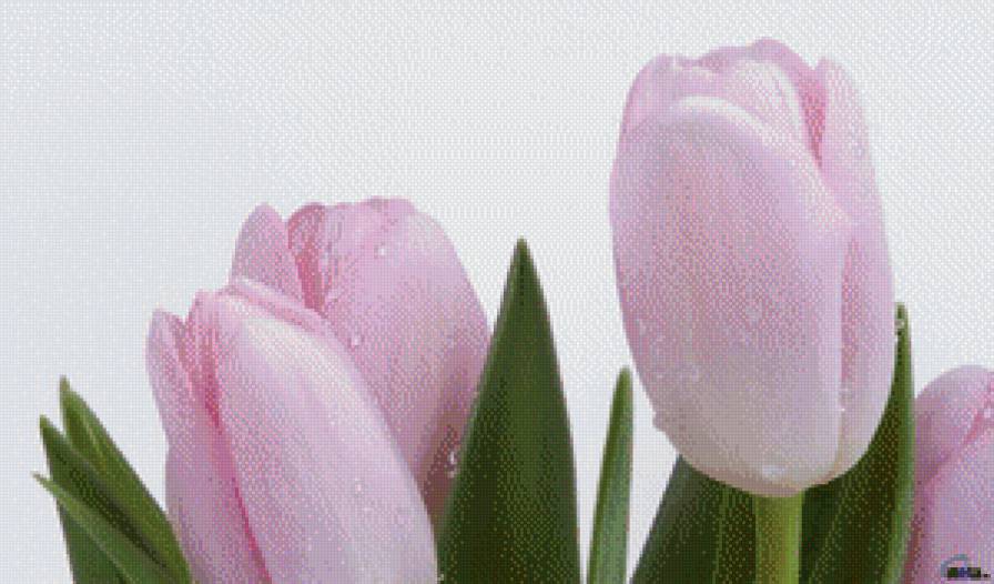 №547355 - предпросмотр