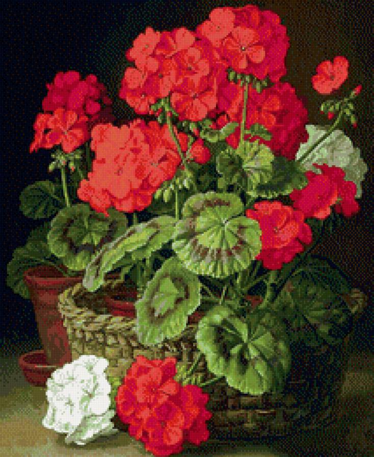 Красивая герань. - герань, цветы - предпросмотр