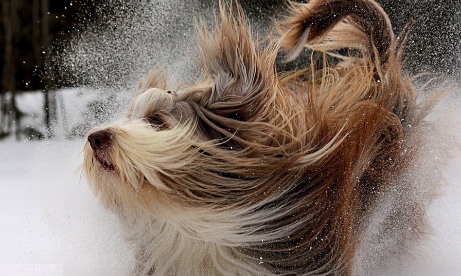 №547615 - животные - оригинал