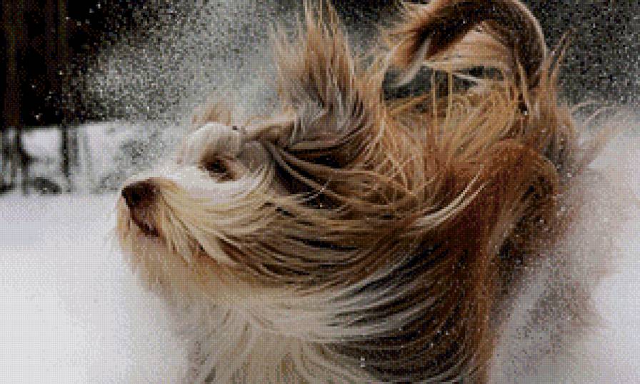 №547615 - животные - предпросмотр