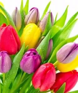 №547633 - цветы - оригинал