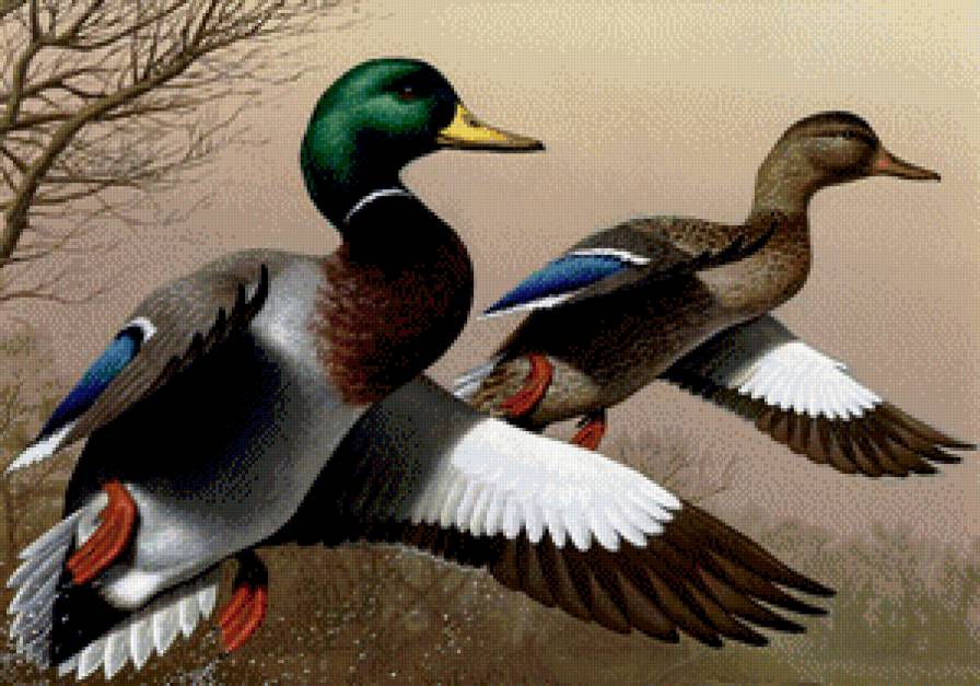 №547685 - животные, птицы - предпросмотр