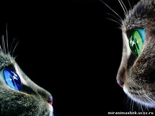 глаза в глаза - оригинал