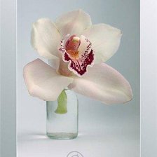 Схема вышивки «белая орхидея»