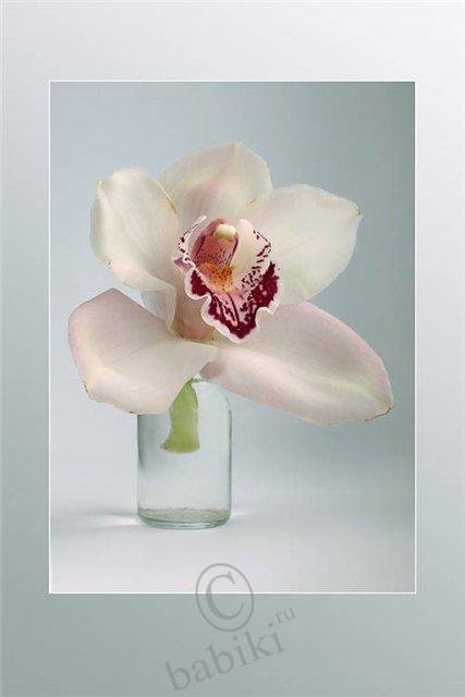 белая орхидея - цветы, орхидея - оригинал